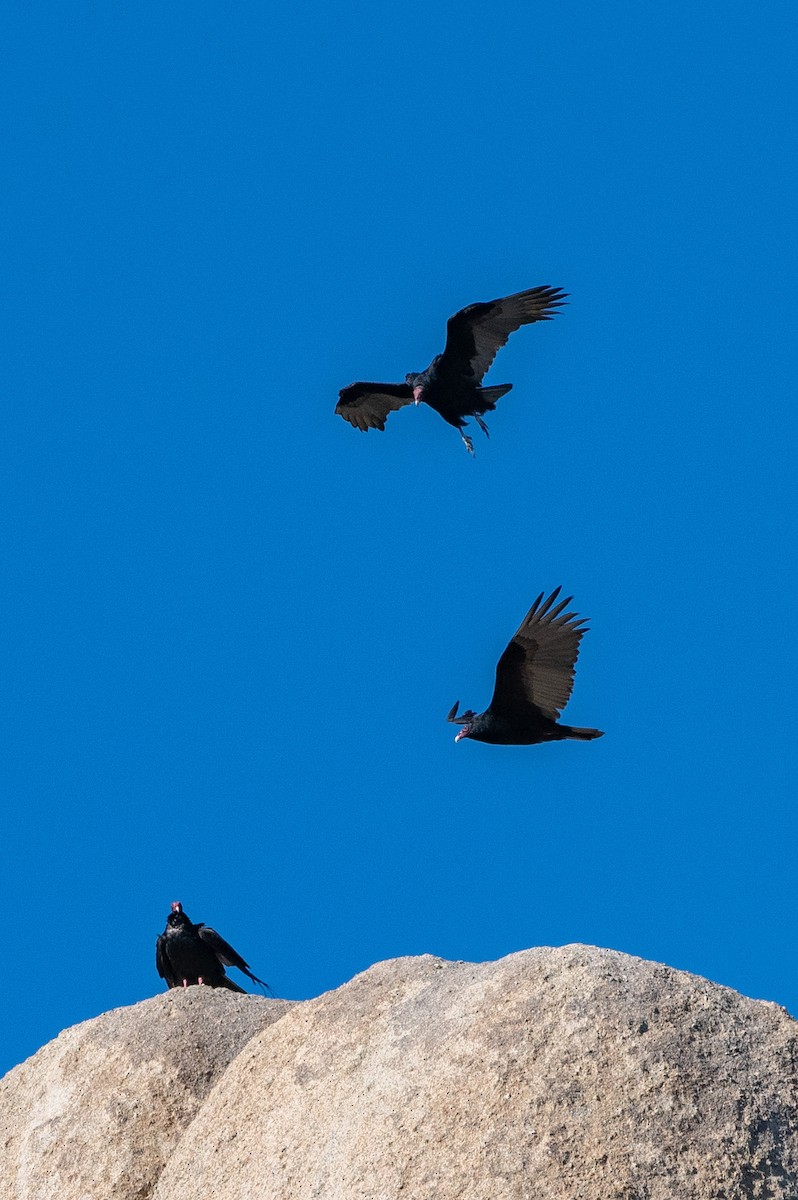 Turkey Vulture - ML154884671