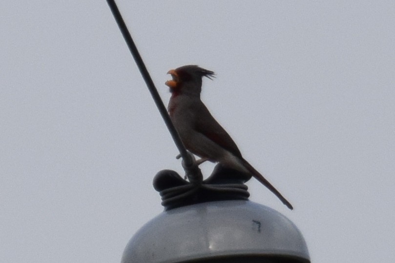 Cardinal pyrrhuloxia - ML154884711