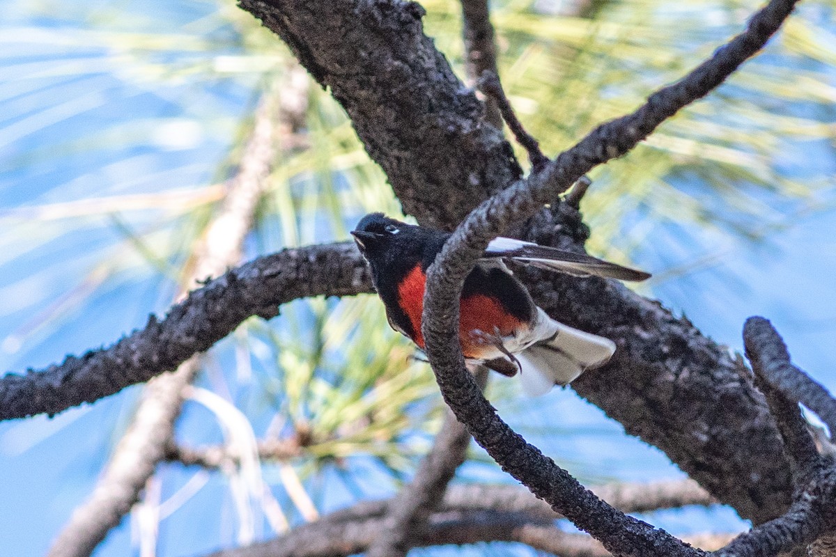 Painted Redstart - ML154884811