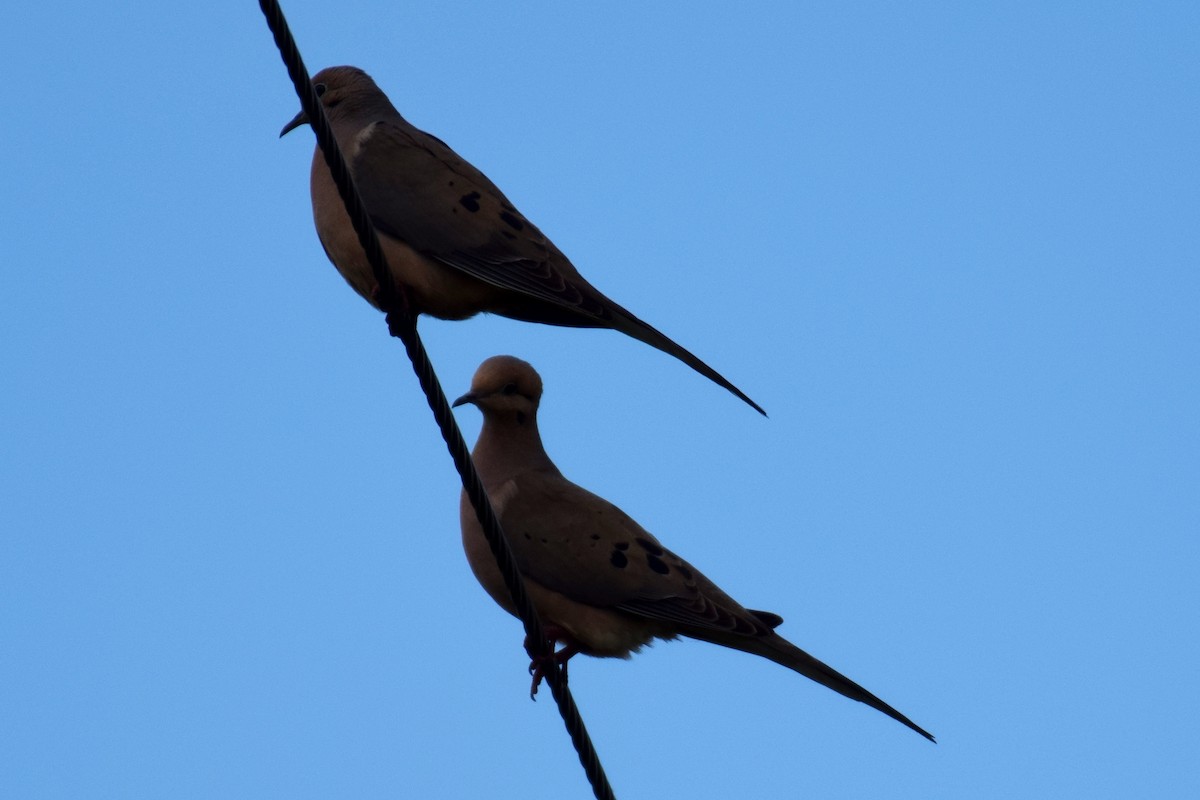 Mourning Dove - ML154884831