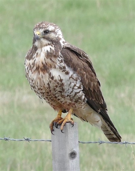 Swainson's Hawk - Dave Trochlell