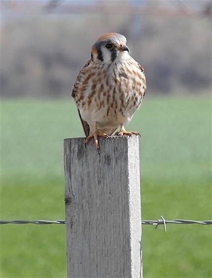 American Kestrel - ML154885581