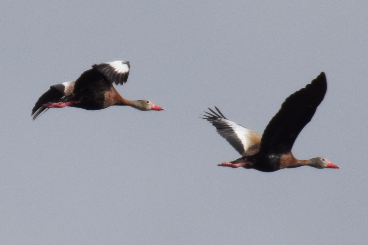 Dendrocygne à ventre noir - ML154885721