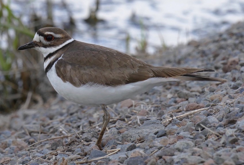 Killdeer - ML154885761