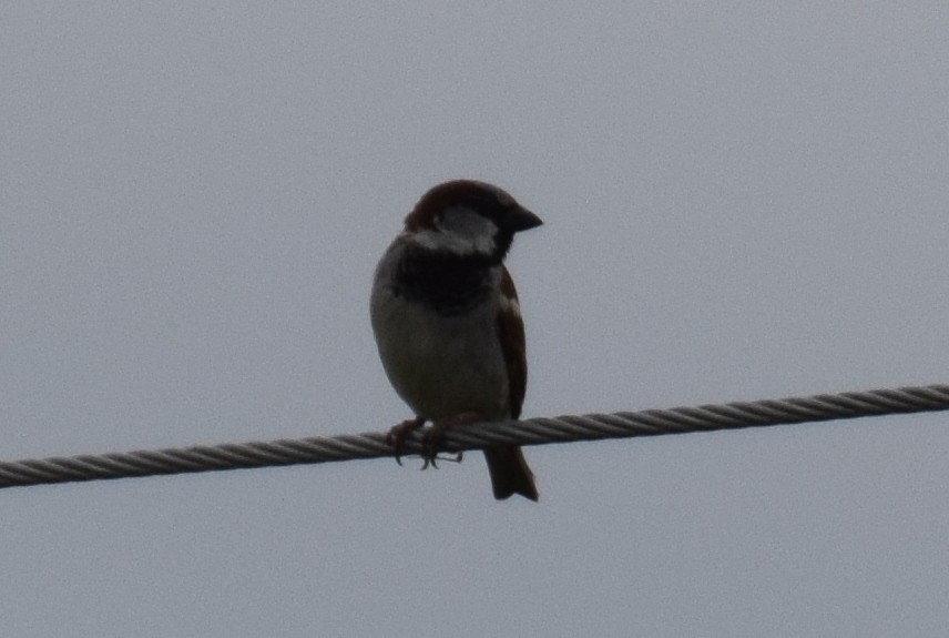 House Sparrow - ML154885811