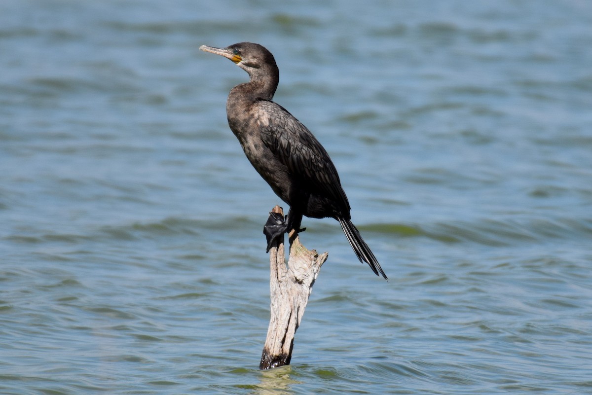 Cormorán Biguá - ML154886141