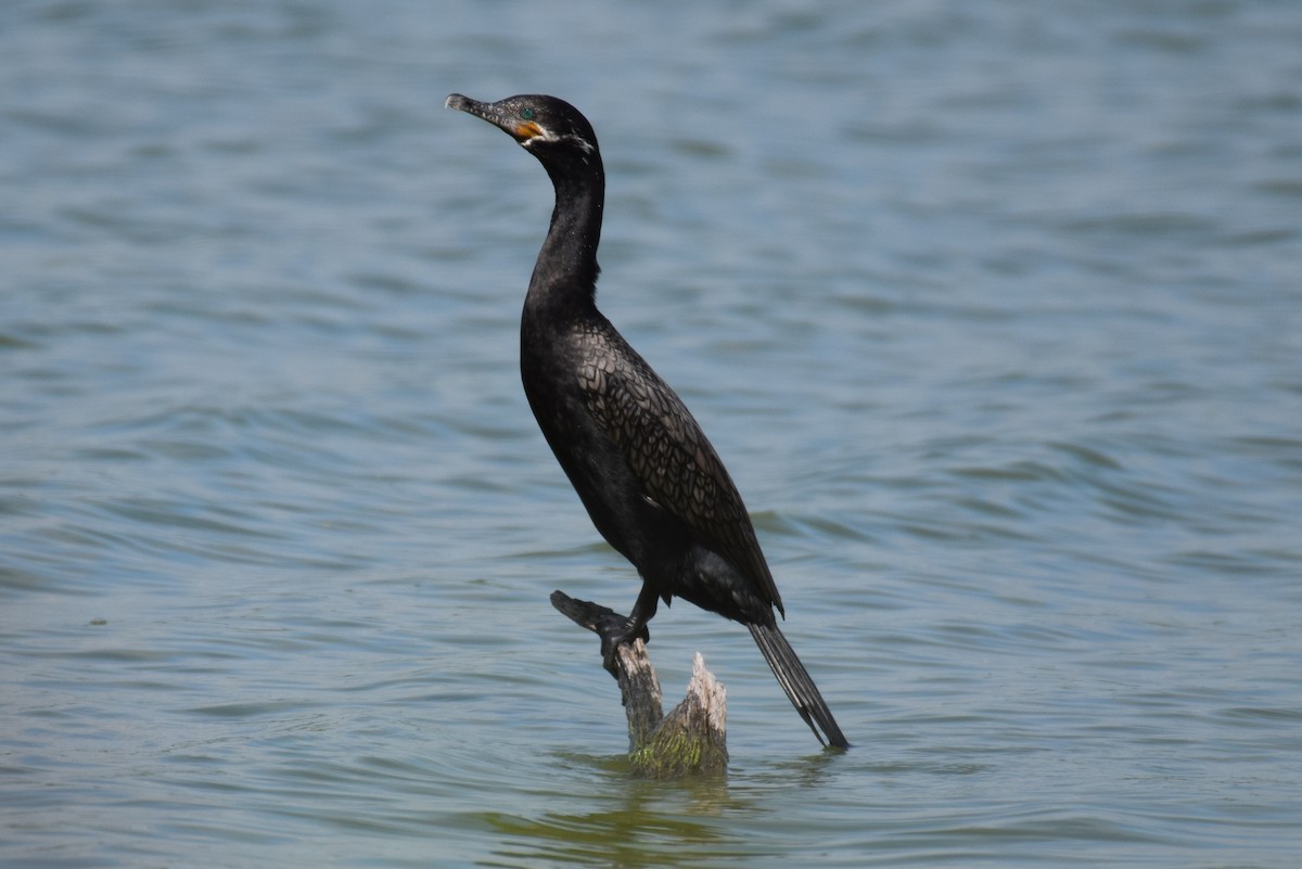 Cormorán Biguá - ML154886151