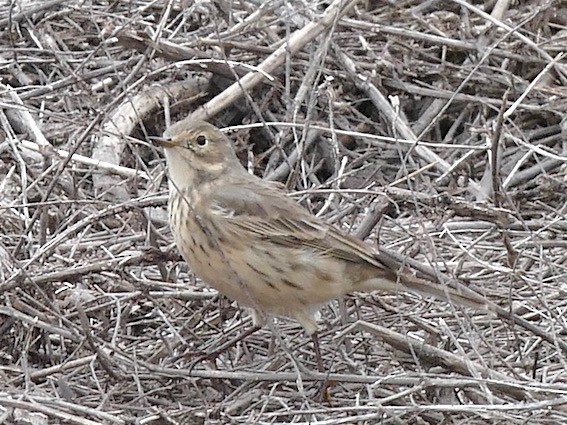 American Pipit - ML154886321