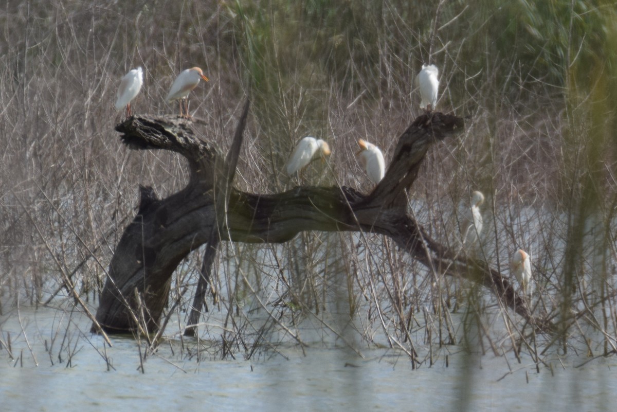 Western Cattle Egret - ML154886391