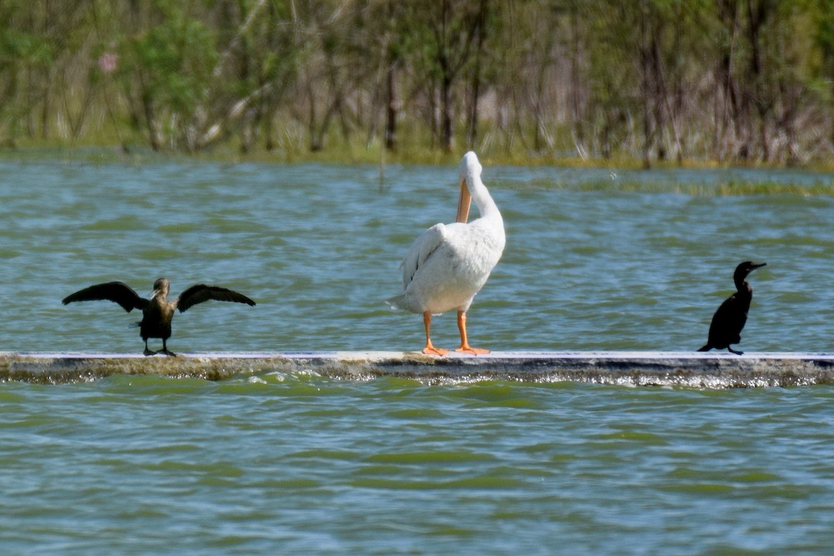 American White Pelican - ML154886501