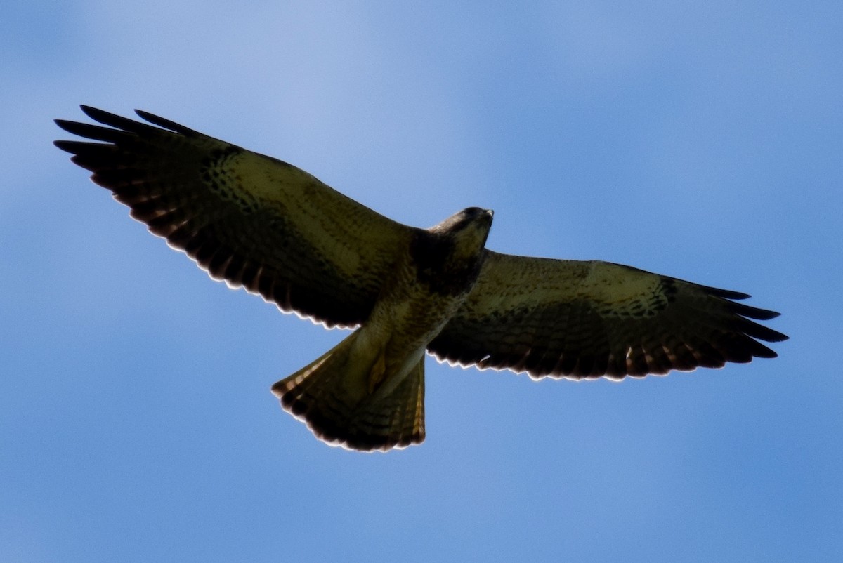 Swainson's Hawk - ML154886601