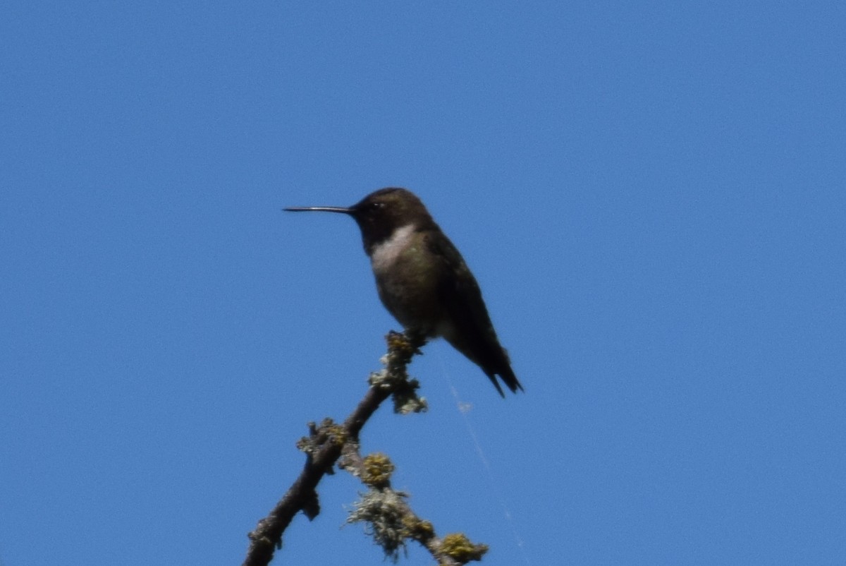 Colibri à gorge noire - ML154886711