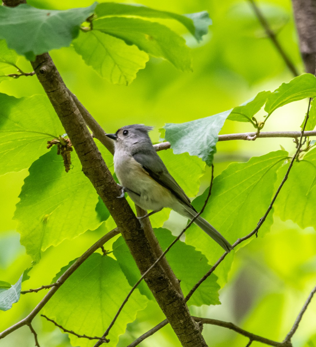 Tufted Titmouse - ML154888671