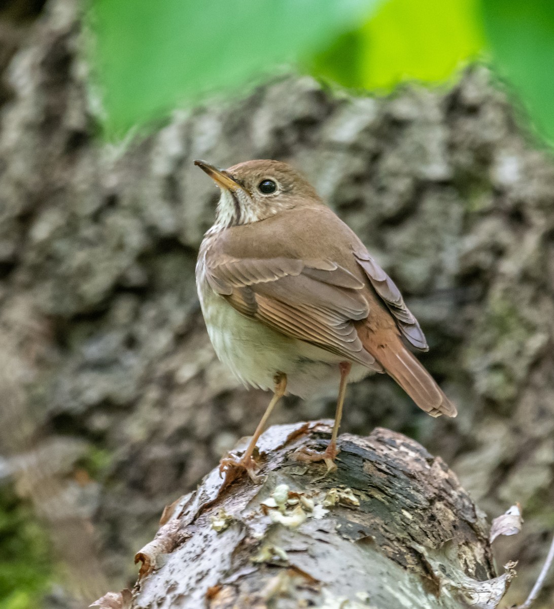 Hermit Thrush - ML154888881
