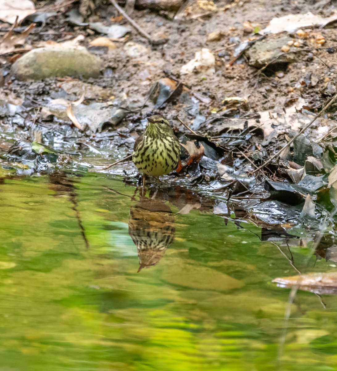 Northern Waterthrush - ML154889001