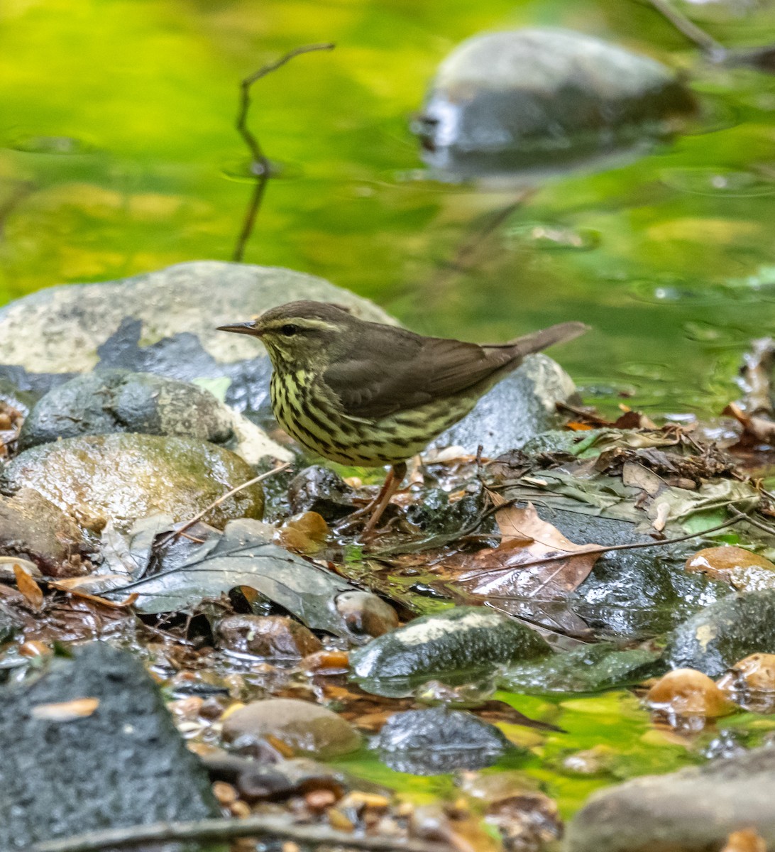 Northern Waterthrush - ML154889011