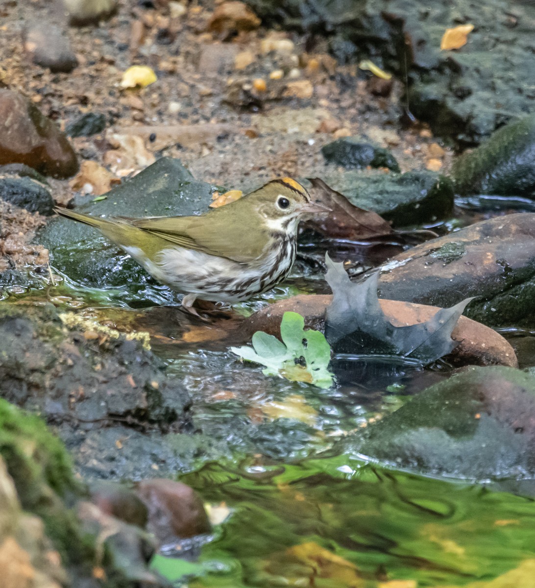 Ovenbird - ML154889061
