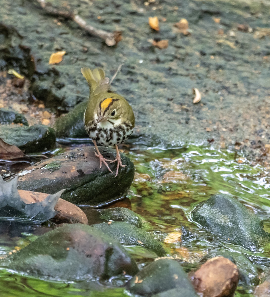 Ovenbird - ML154889071
