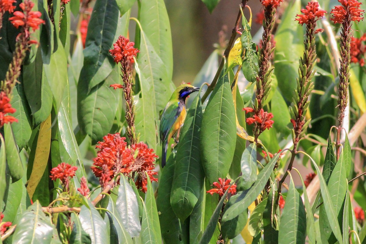 Orange-bellied Leafbird - ML154889861