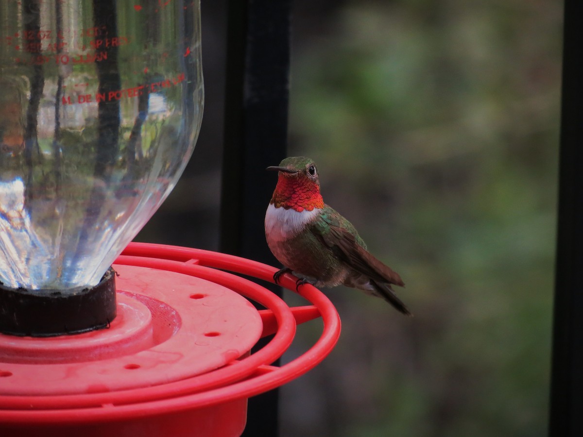 Broad-tailed Hummingbird - Tim Carney