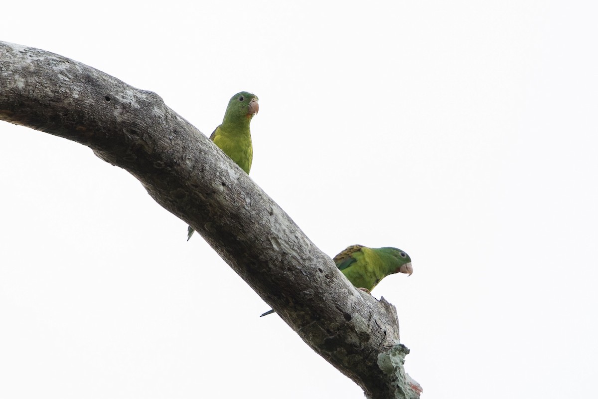 Orange-chinned Parakeet - Stefan Hirsch