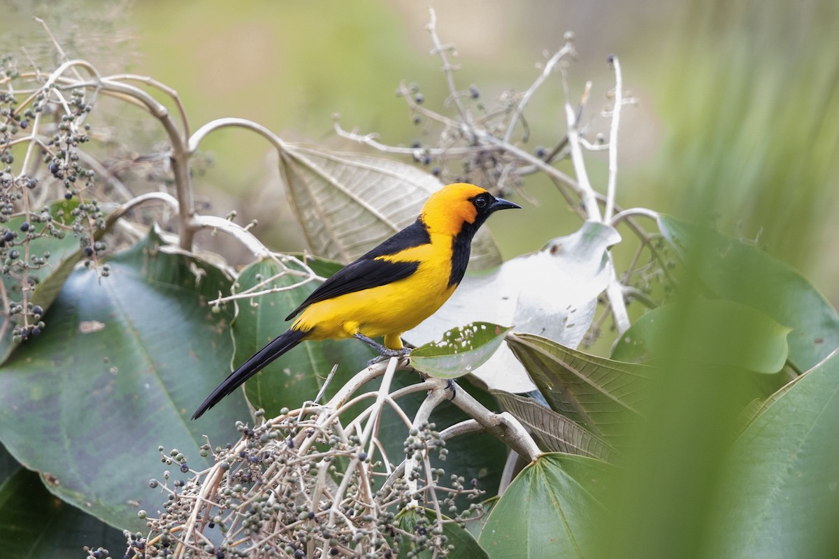 Oriole à tête d'or - ML154890911