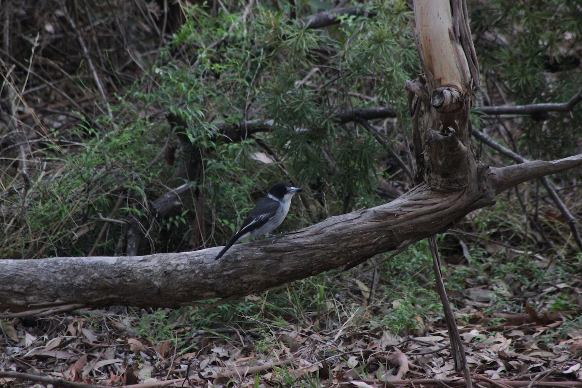 Gray Butcherbird - ML154891171