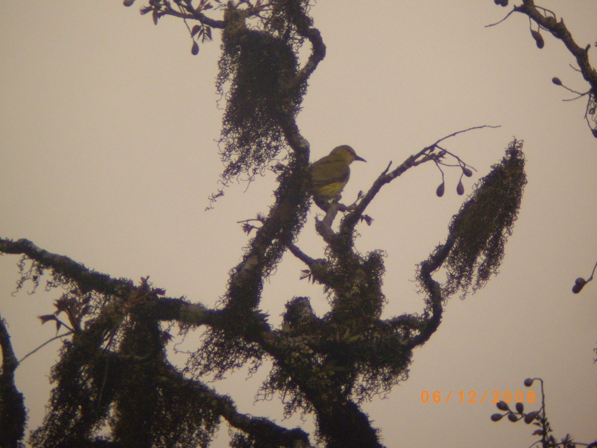 Slender-billed Oriole - ML154891251