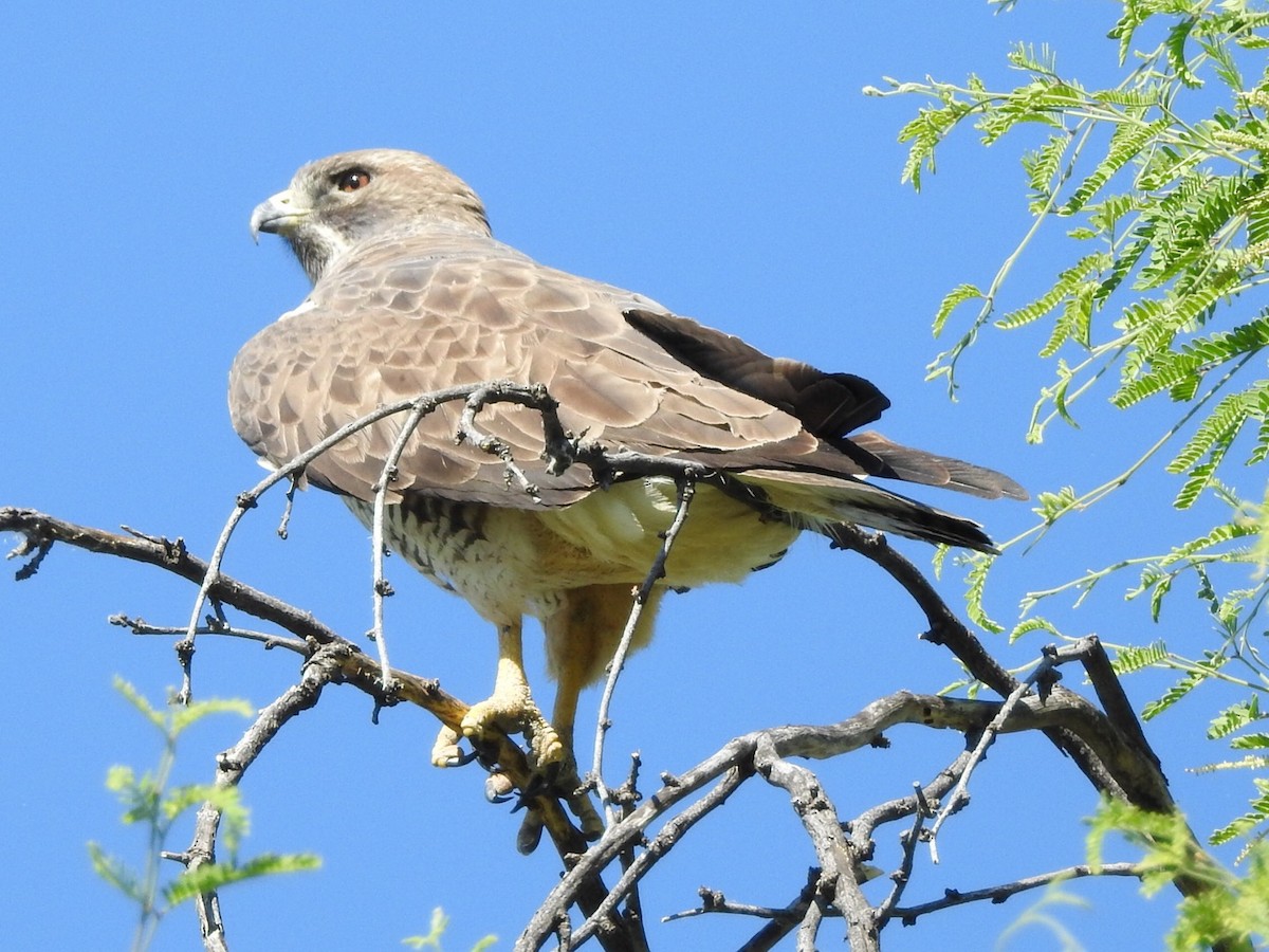 Swainson's Hawk - ML154891391