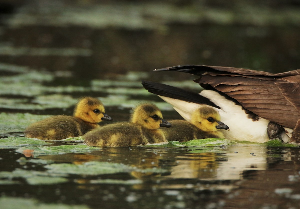 Canada Goose - Derek Stoner