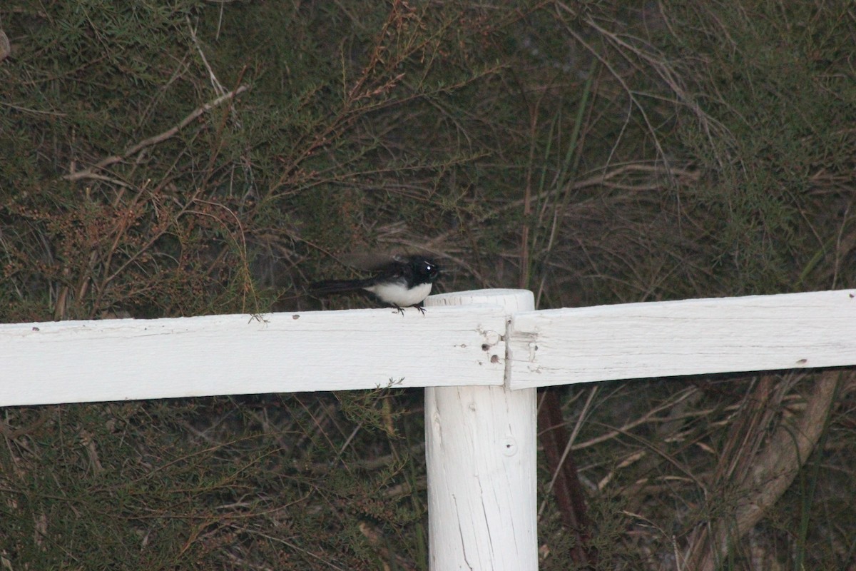 Willie-wagtail - ML154892971