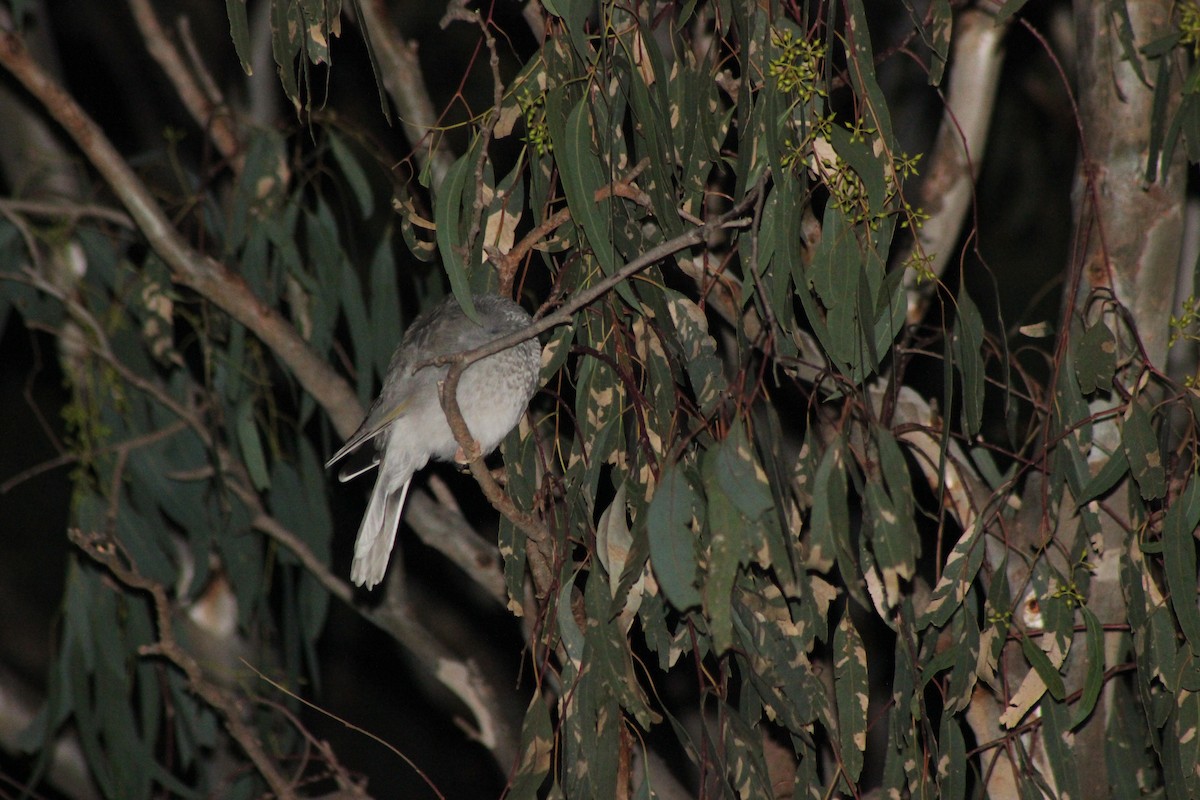 Noisy Miner - ML154893761