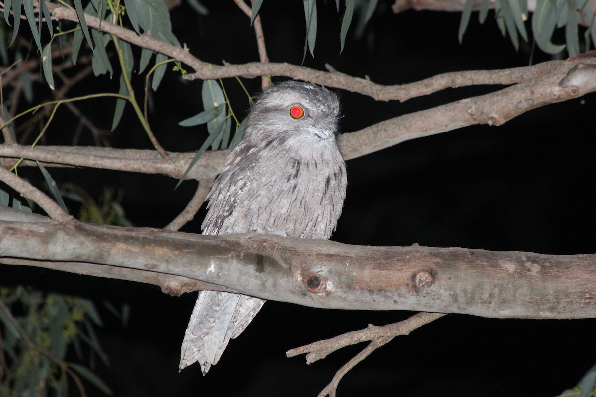 Tawny Frogmouth - ML154893781