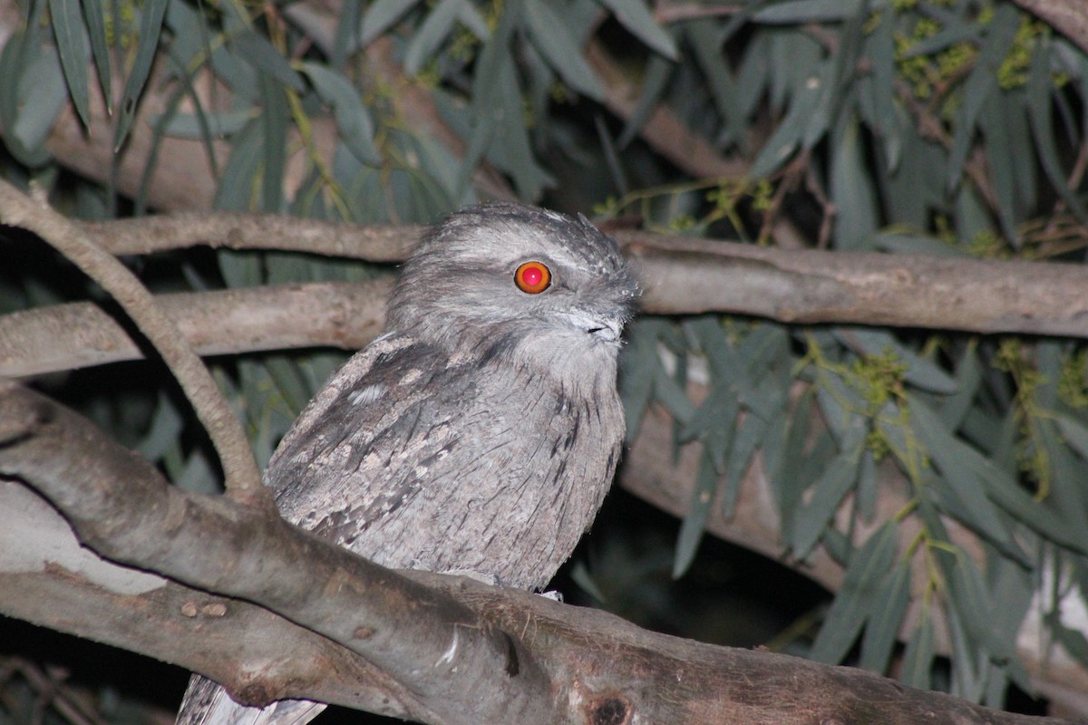 Tawny Frogmouth - ML154893811