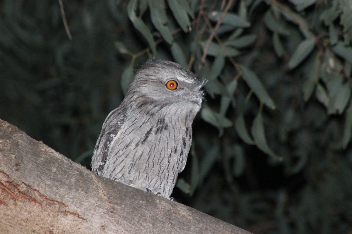Tawny Frogmouth - ML154893891