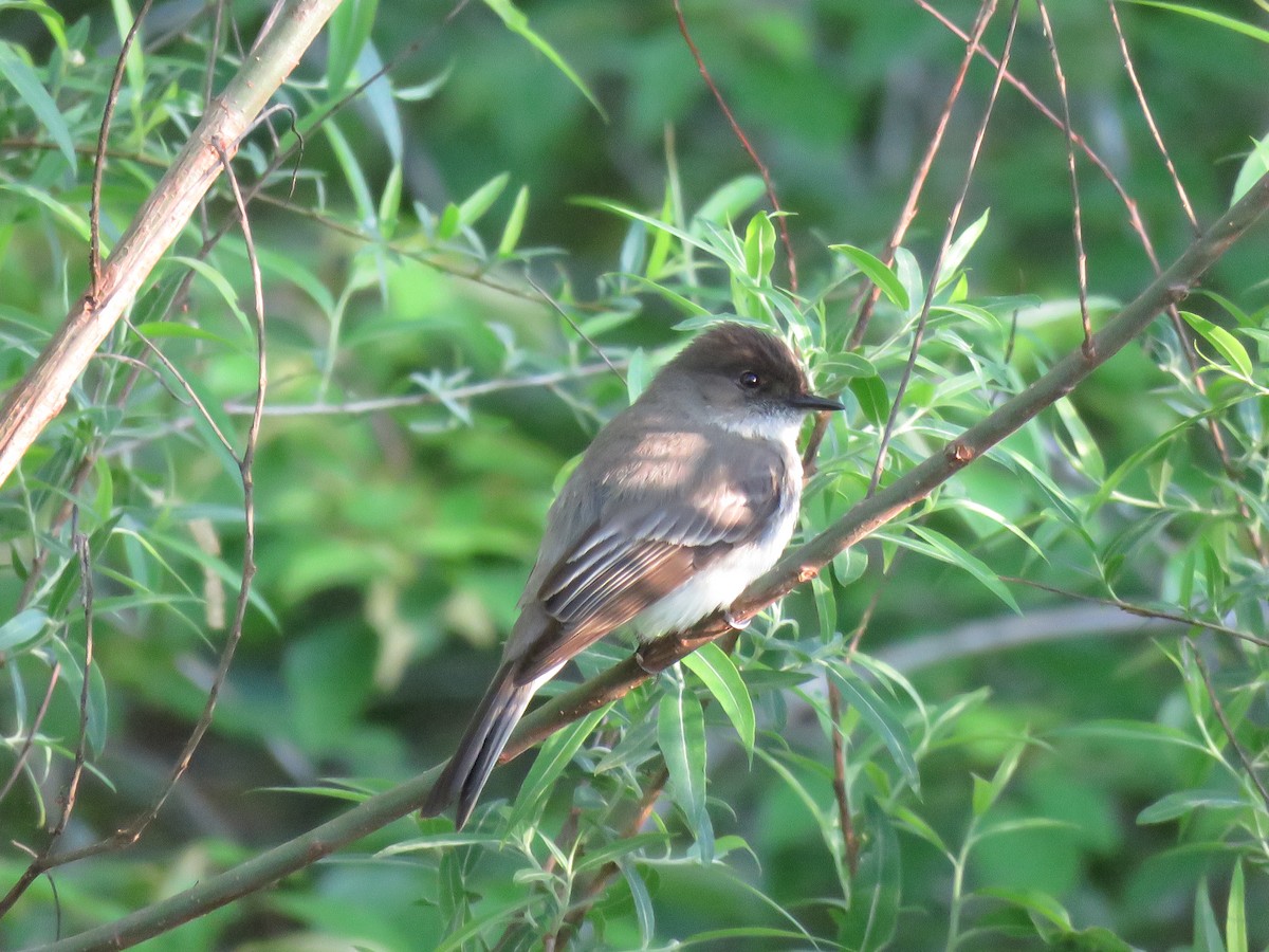 Eastern Phoebe - ML154894501