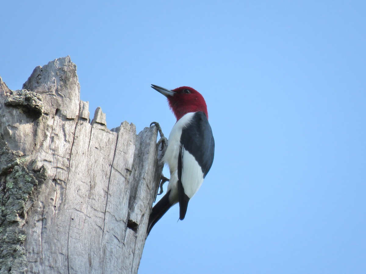 Red-headed Woodpecker - ML154895081