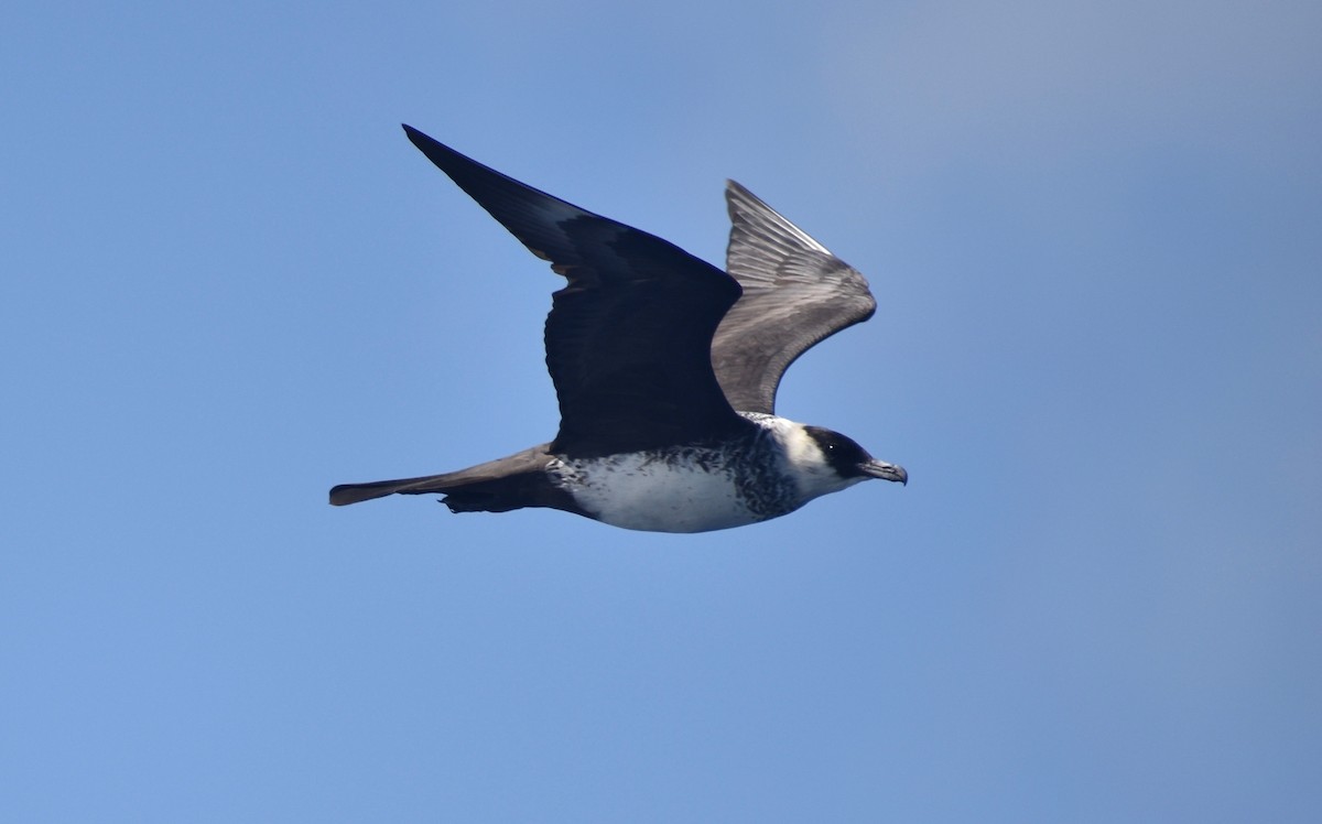 Pomarine Jaeger - ML154895901