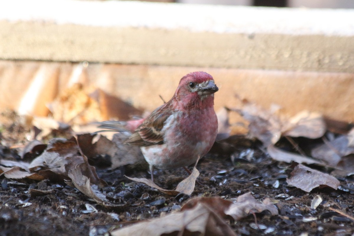 Purple Finch - ML154896821