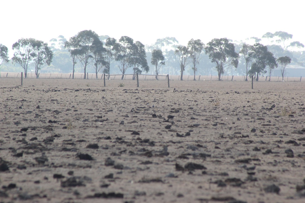 Banded Lapwing - ML154898001