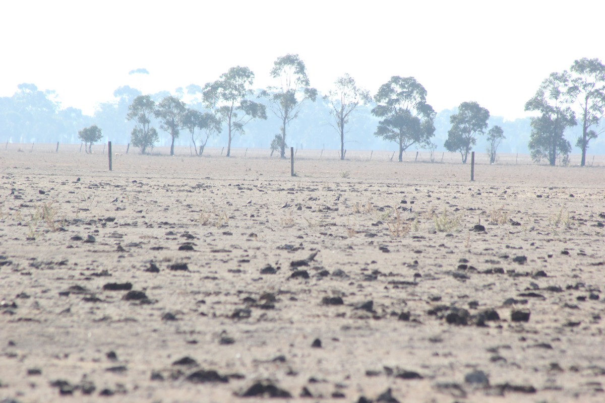 Banded Lapwing - ML154898071