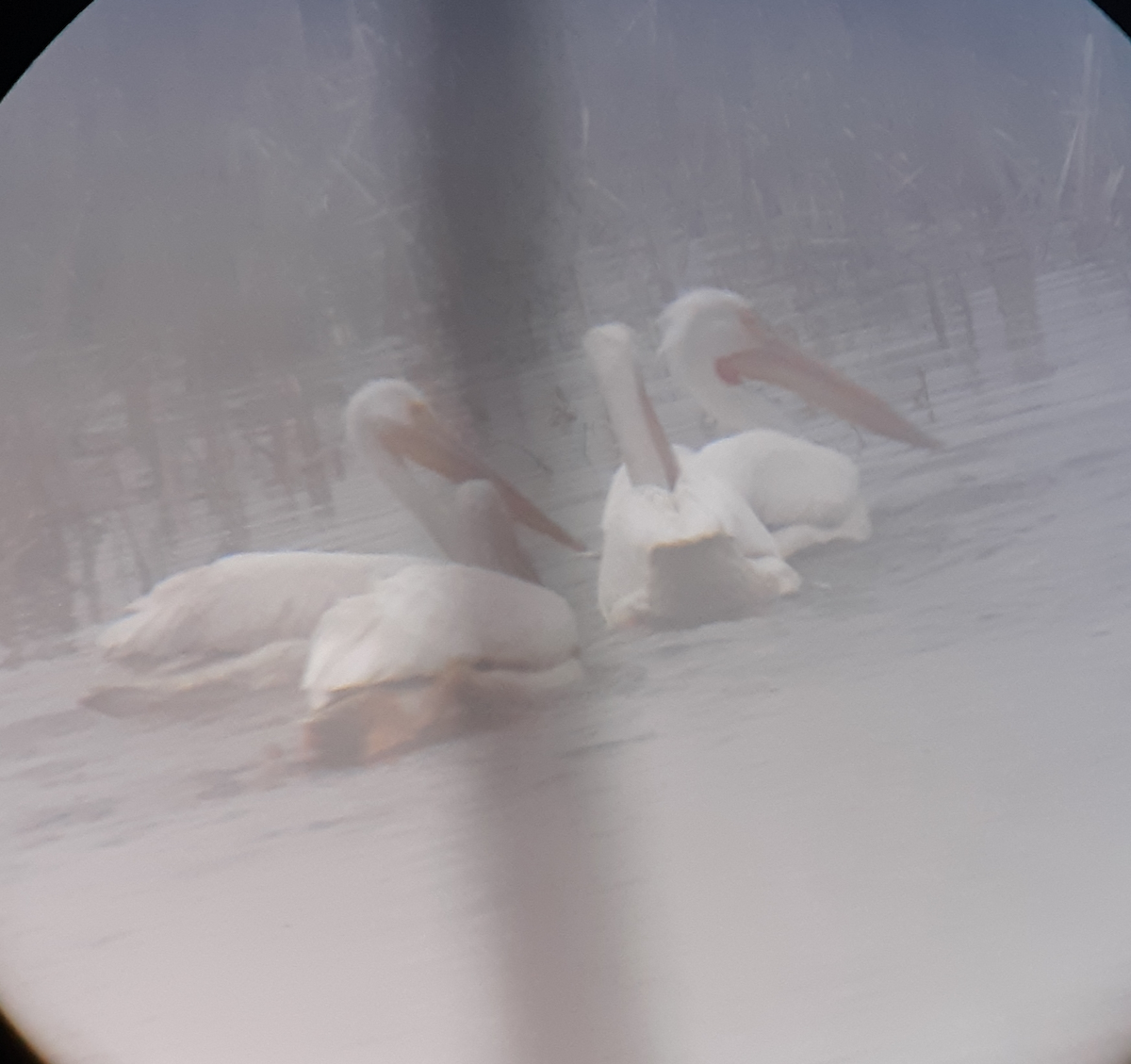 American White Pelican - ML154898771