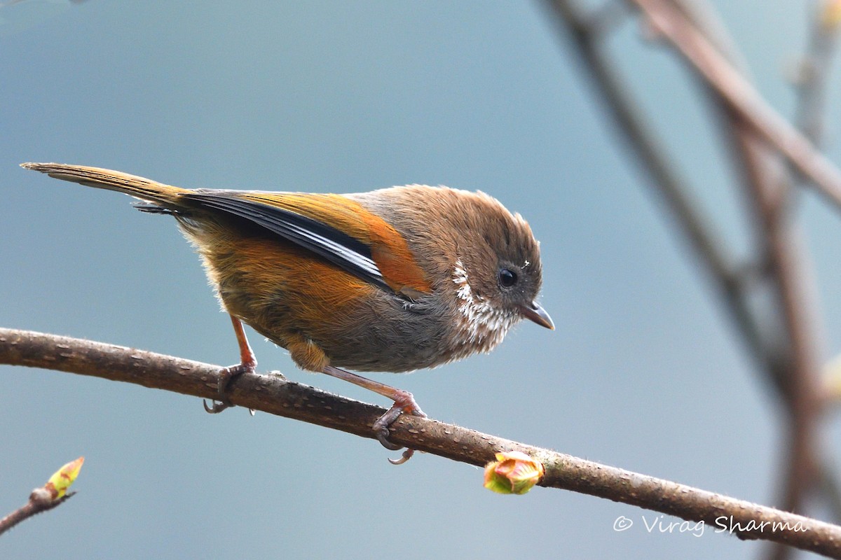 Brown-throated Fulvetta - Virag Sharma
