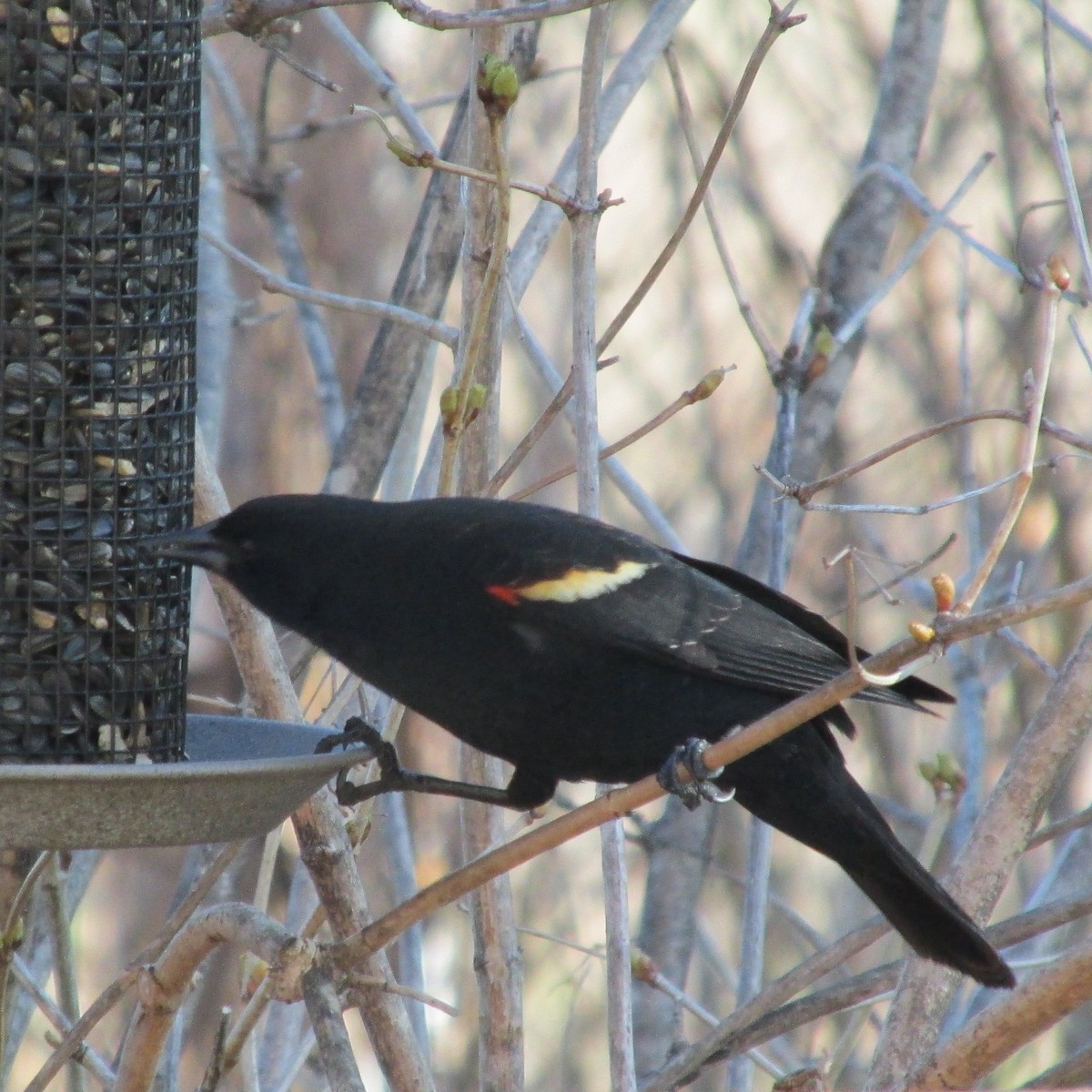 Red-winged Blackbird - Da Eagle