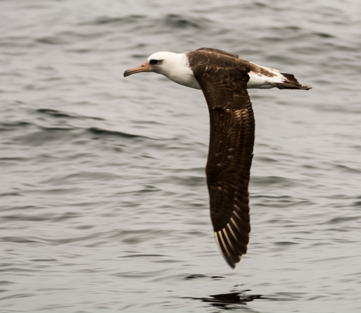 albatros laysanský - ML154901881