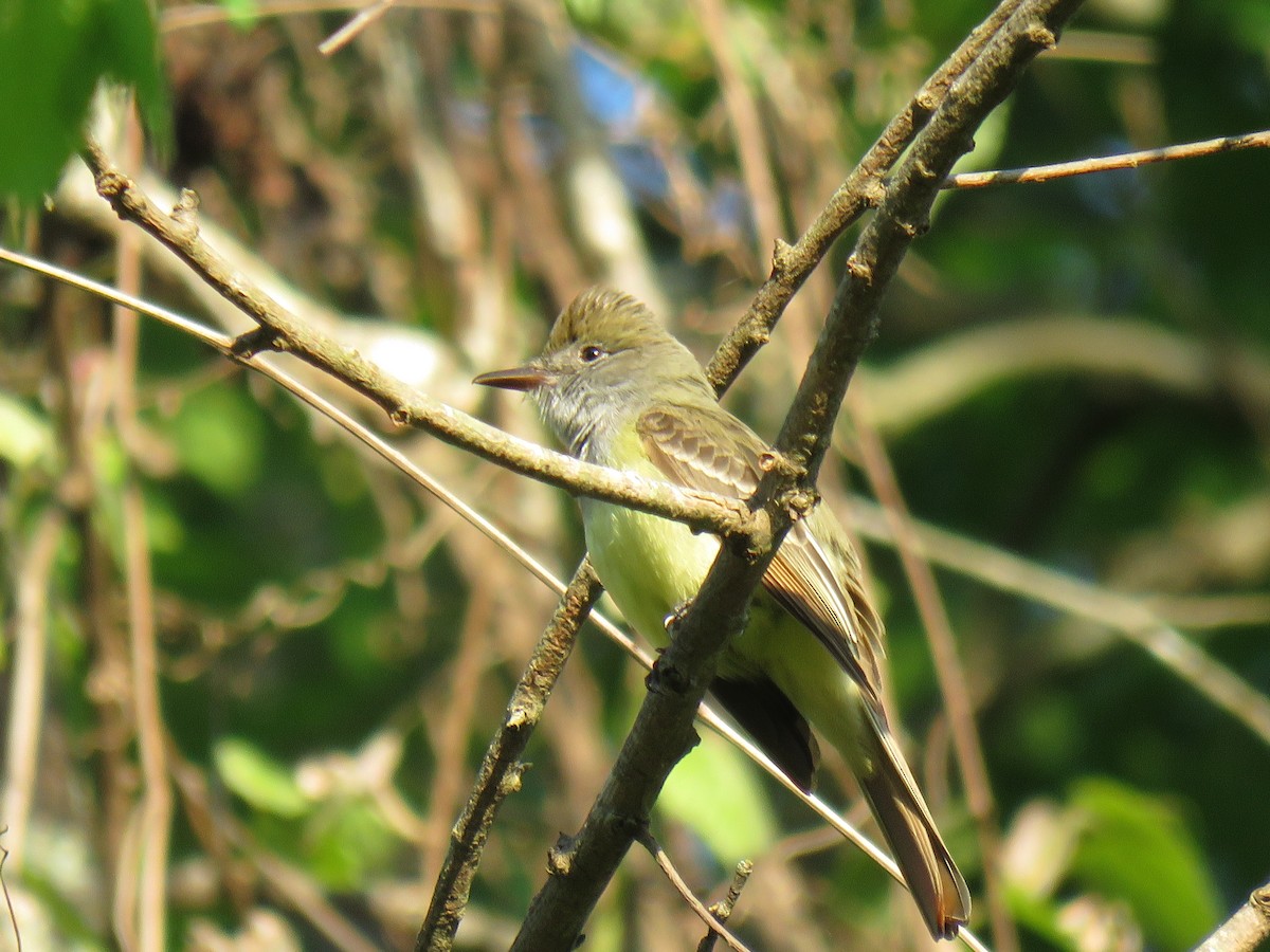 Great Crested Flycatcher - ML154904111