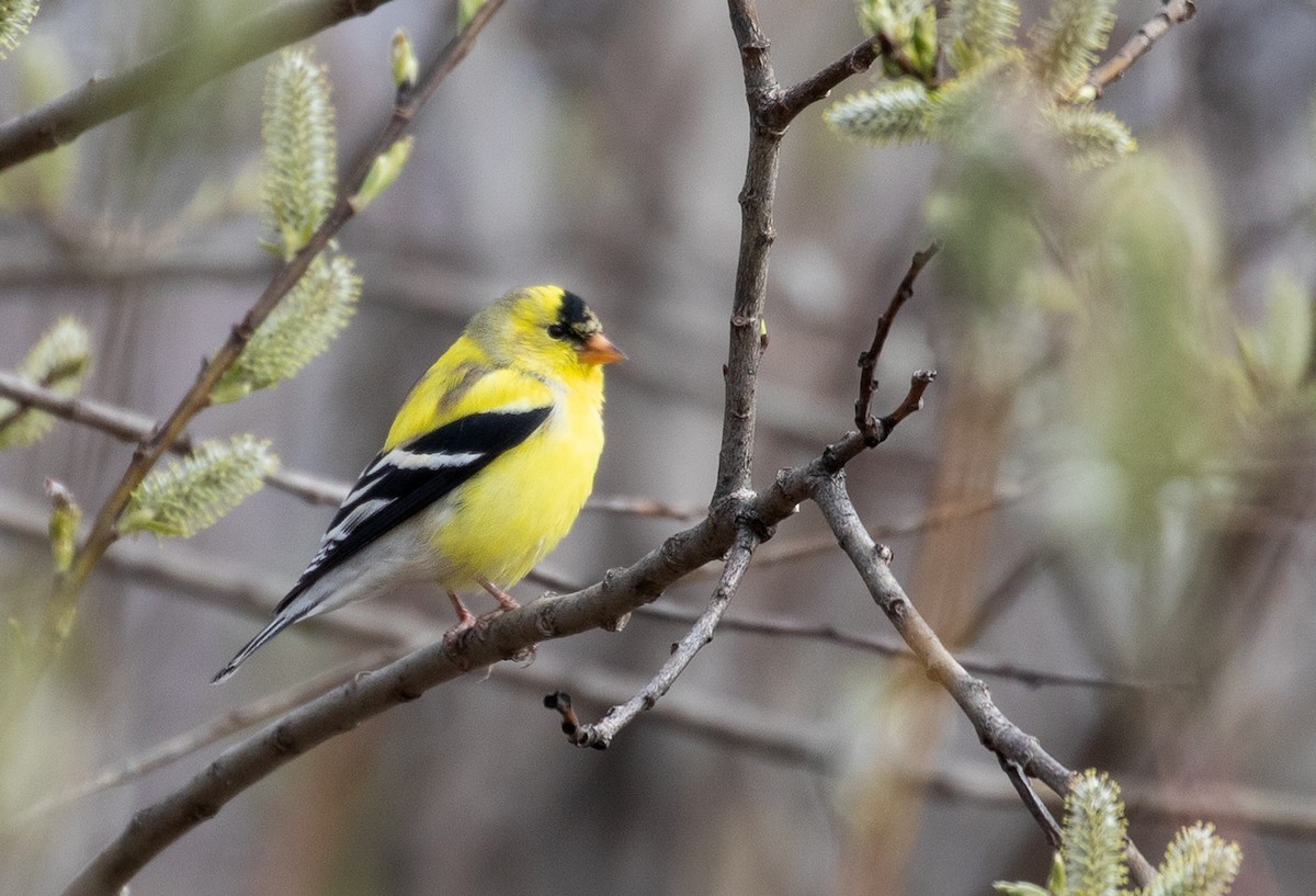 American Goldfinch - ML154905871