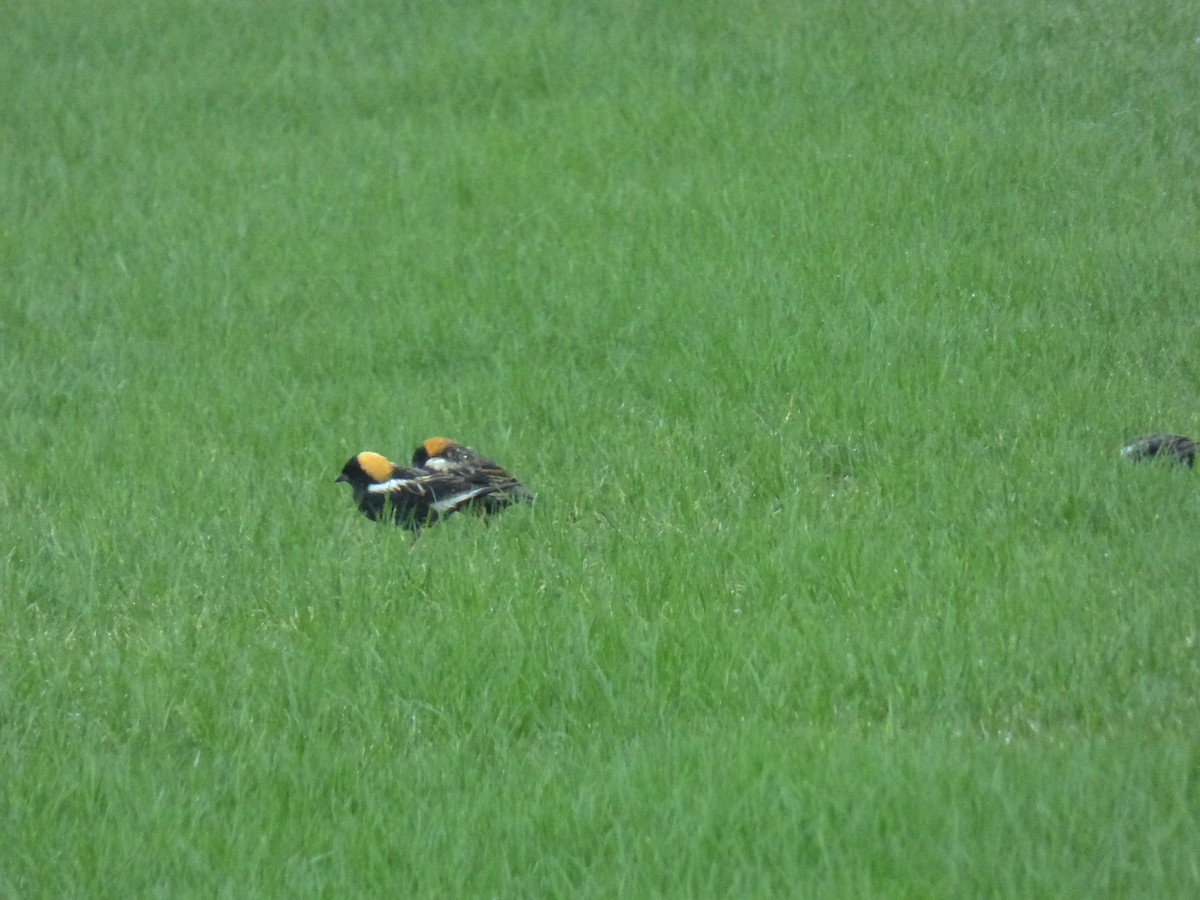 bobolink americký - ML154906941