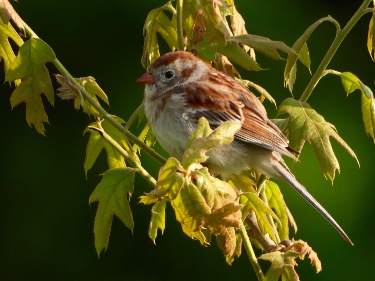 Field Sparrow - ML154907131
