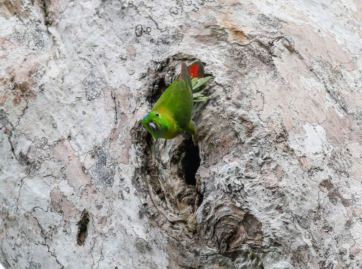 Blue-crowned Hanging-Parrot - Wilbur Goh